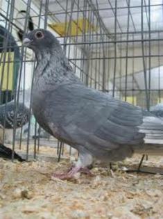 Otati Egyptian Swift