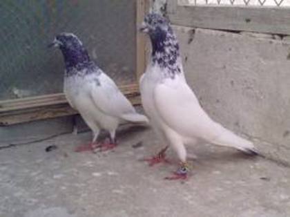 Pakistani Highflier