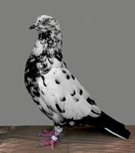 Parlor Roller