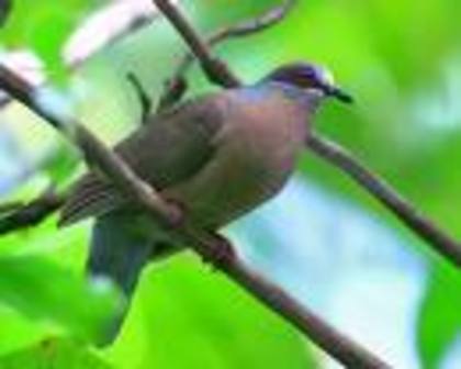 Phapitreron leucotis