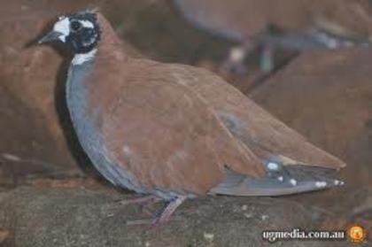 Phaps histrionica