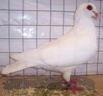 Piacention