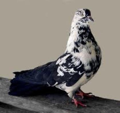 Polish Orlik
