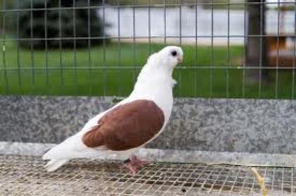 Polish Owl