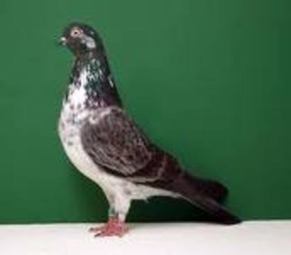 Portuguese Tumbler