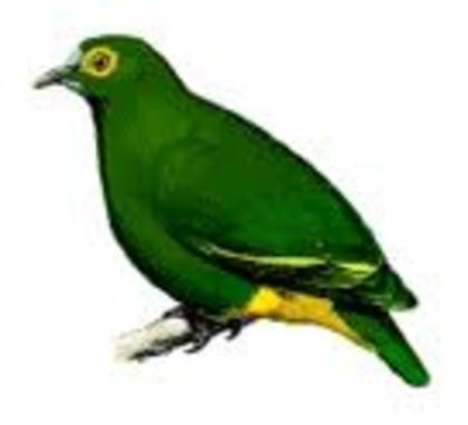 Ptilinopus arcanus