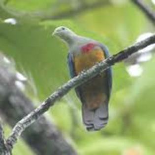 Ptilinopus bernsteinii