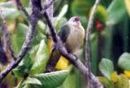 Ptilinopus chalcurus
