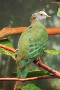 Ptilinopus coronulatus