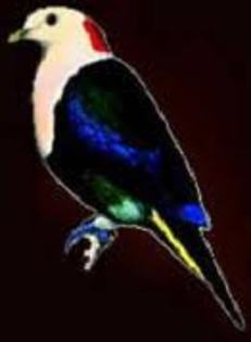 Ptilinopus dohertyi