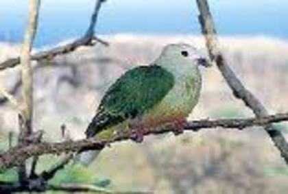 Ptilinopus dupetithouarsii