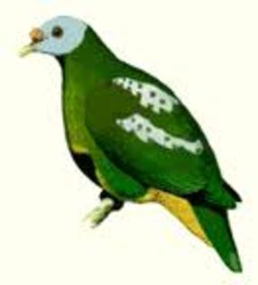 Ptilinopus granulifrons