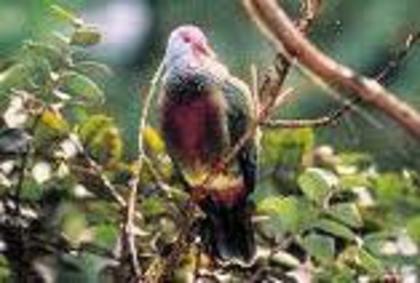 Ptilinopus huttoni