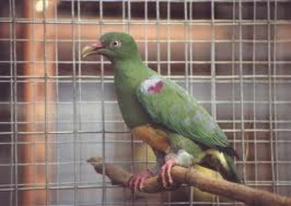 Ptilinopus iozonus
