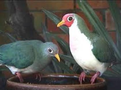 Ptilinopus jambu