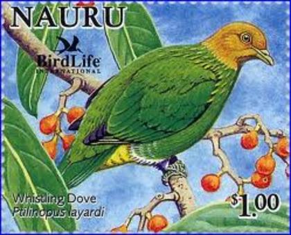 Ptilinopus layardi