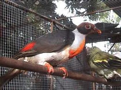 Ptilinopus marchei