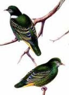 Ptilinopus nainus