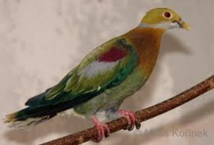 Ptilinopus ornatus