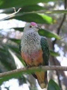 Ptilinopus rivoli