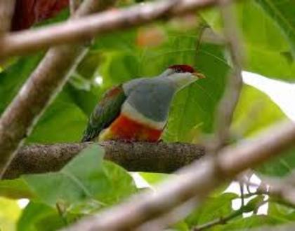 Ptilinopus wallacii