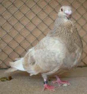 Rafeno Pouter