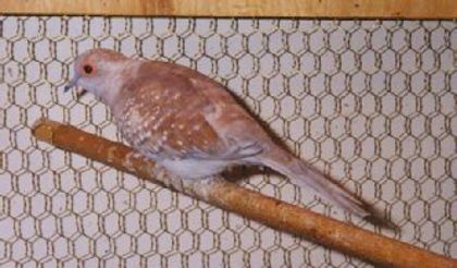 redhen1 - 4 specii de porumbei si pasari