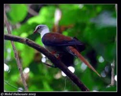 Reinwardtoena reinwardtii - 4 specii de porumbei si pasari