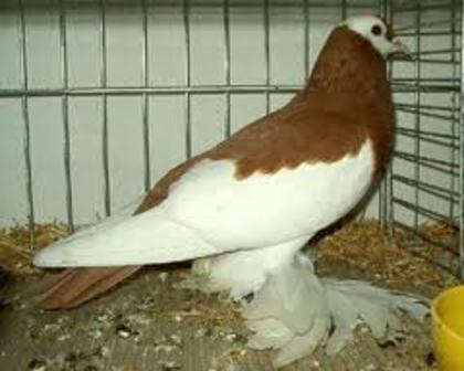 Reversewing Color Pigeon - 4 specii de porumbei si pasari