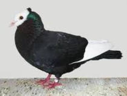 Rhine Ringbeater
