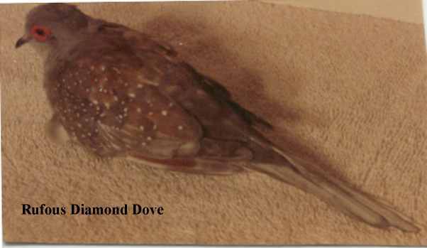 Rufous