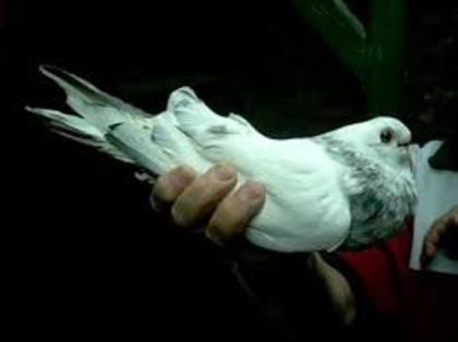 Safi Egyptian Swift