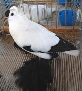 Saxon Stork