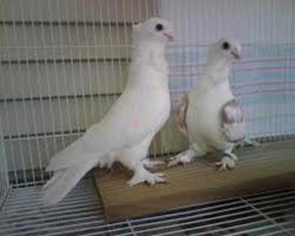 Seraphim Pigeon