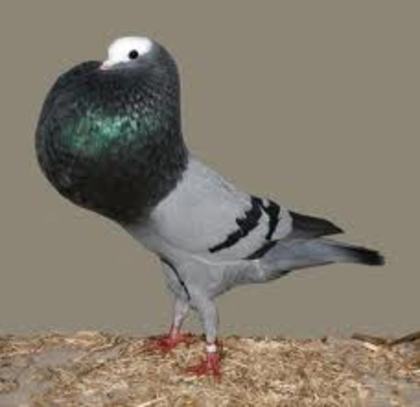 Silesian Pouter
