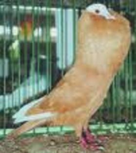 Slovak Pouter