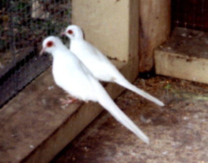 SNWhite