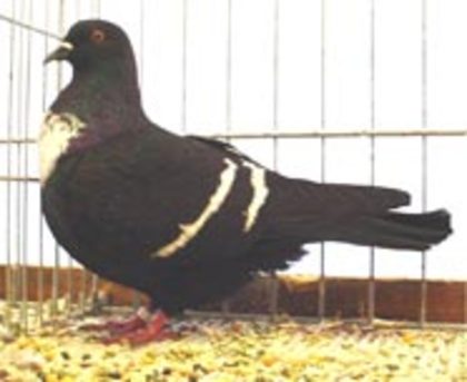 Starling