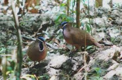Starnoenas cyanocephala