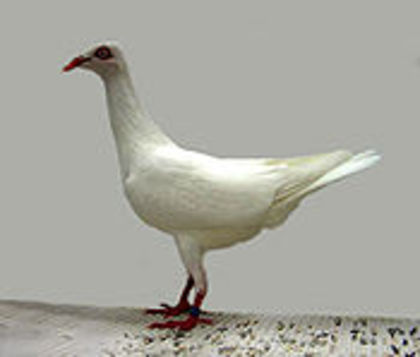 Stralsunder Highflier