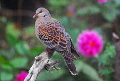 Streptopelia orientalis