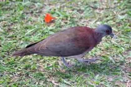 Streptopelia picturata