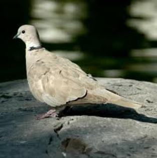 Streptopelia risoria