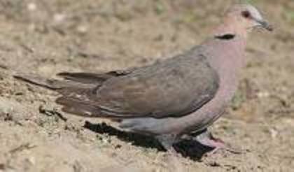 Streptopelia semitorquata