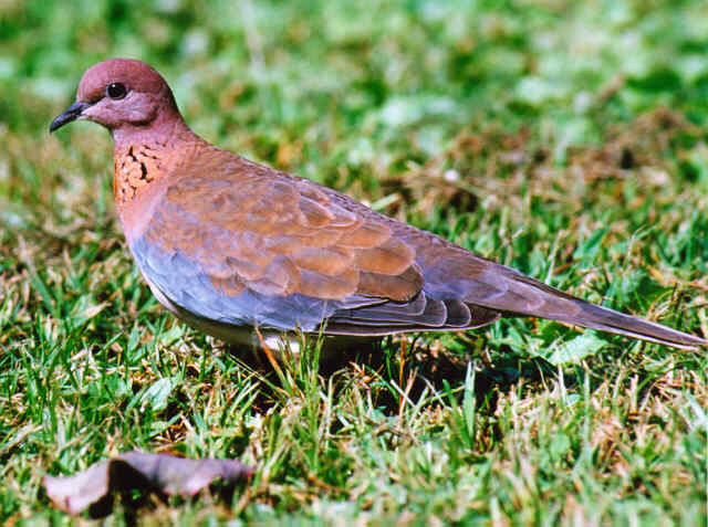 Streptopelia senegalensis