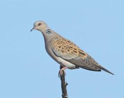Streptopelia turtur