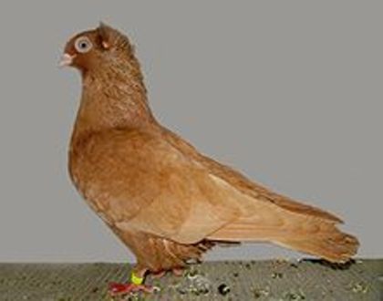 Szegediner Highflier