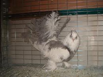 Thai Fantail