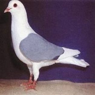 Thuringen Field Pigeon