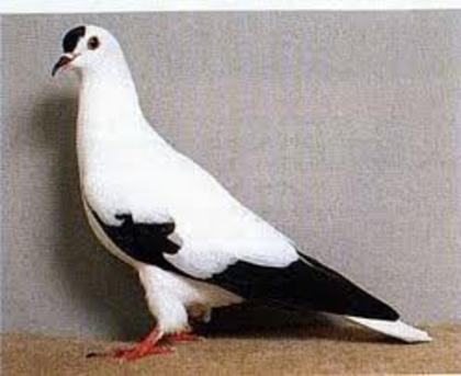 Thuringian Stork